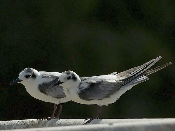 Valkosiipitiira, White-winged Tern, Chlidonias leucopterus